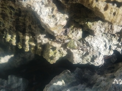 Pachygrapsus