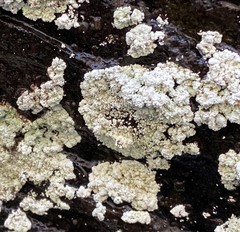 Lepraria normandinoides