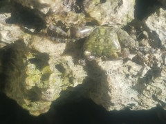 Pachygrapsus