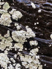 Lepraria normandinoides