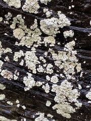 Lepraria normandinoides