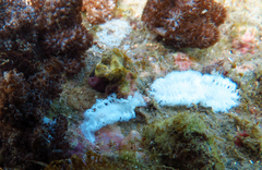 Tritoniopsis elegans