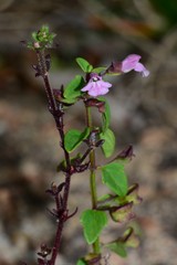 Scutellaria humilis
