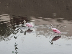 Platalea ajaja