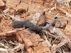 Diplodactylidae