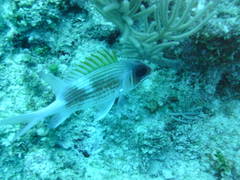 Holocentrus adscensionis