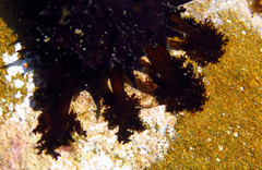 Holothuria atra