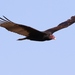 Turkey and Yellow-headed Vultures - Photo (c) J. Bailey, some rights reserved (CC BY-NC)