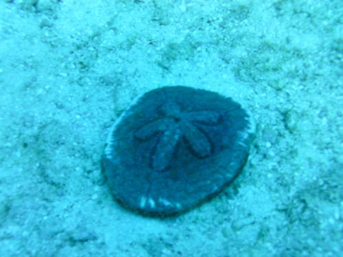 Clypeaster subdepressus