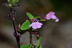 Scutellaria humilis