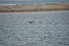 Nannopterum brasilianum