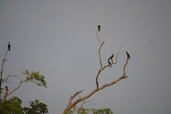 Nannopterum brasilianum