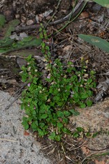 Scutellaria humilis