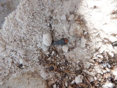 Creophilus erythrocephalus