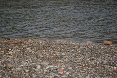 Charadrius semipalmatus