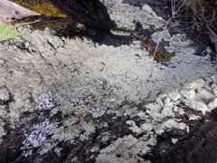 Arctoparmelia centrifuga