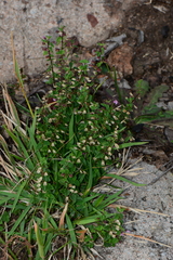 Scutellaria humilis