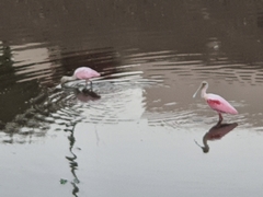 Platalea ajaja