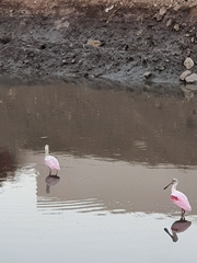 Platalea ajaja