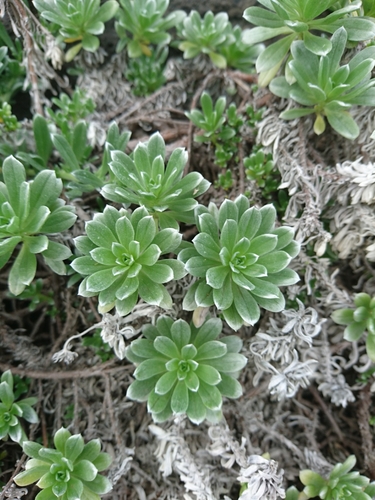 Image of Heliotropium anomalum by (c) Abby Darrah, some rights reserved (CC BY)