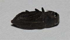Anilara