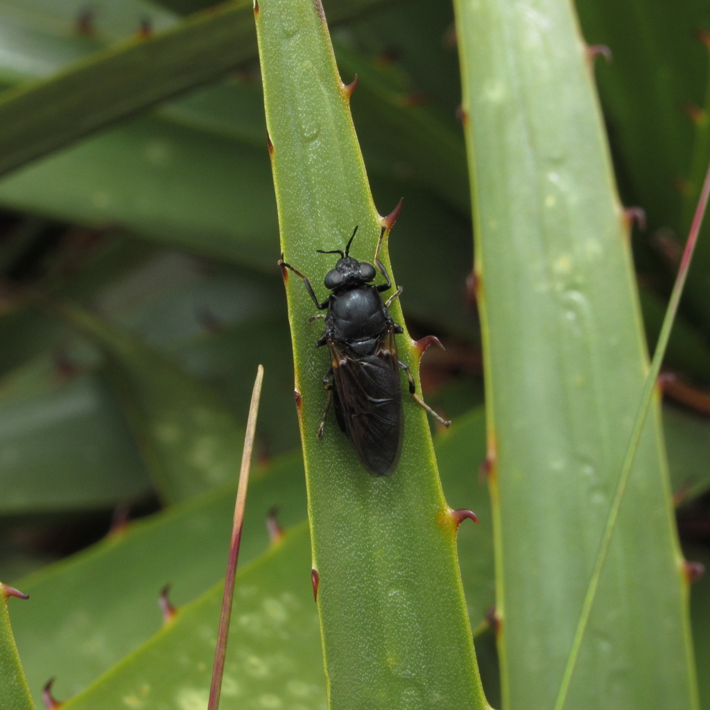 Hermetia rufitarsis