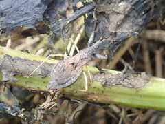 Oncocephalus breviscutum