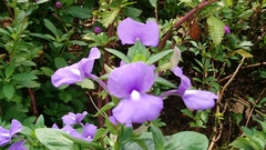 Achetaria azurea
