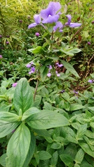 Achetaria azurea