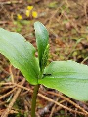 Neottia banksiana