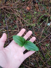 Neottia banksiana