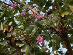 Bauhinia × blakeana