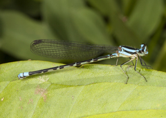 Argia johannella