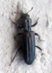 Bothrideridae
