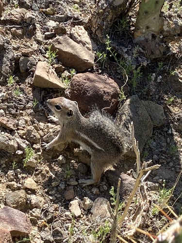 Harris' Antelope Squirrel (Ammospermophilus harrisii), a species recorded in Arizona