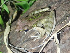 Odorrana amamiensis