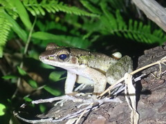 Odorrana amamiensis