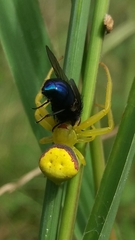 Misumenops callinurus