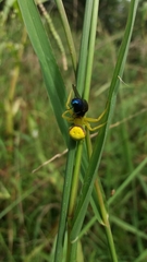 Misumenops callinurus