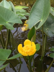 Nuphar japonica