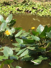 Nuphar japonica