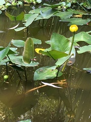 Nuphar japonica