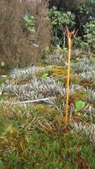 Aciphylla cartilaginea