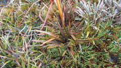 Aciphylla cartilaginea