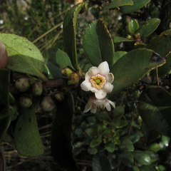 Symplocos theiformis