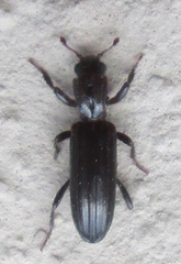 Bothrideridae