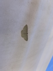 Poecilasthena pulchraria