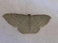 Poecilasthena pulchraria