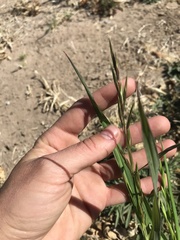 Bromus catharticus