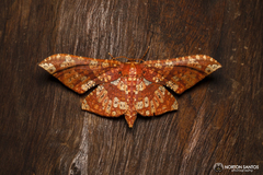 Belonoptera matricula